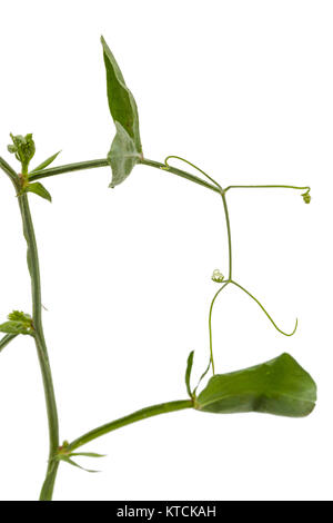 Am Stengel und am Blatt von Sweet Pea, auf weißem Hintergrund Stockfoto
