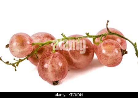 Rose Johannisbeeren, reife saftige Beeren Johannisbeere auf weißem Hintergrund Stockfoto