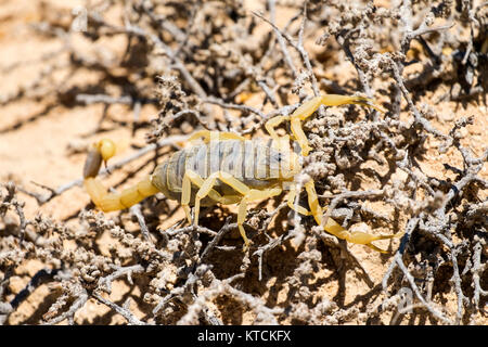 Scorpion deathstalker aus der Wüste Negev Zuflucht (Leiurus quinquestriatus) Stockfoto