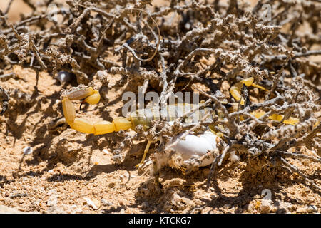 Scorpion deathstalker aus der Wüste Negev Zuflucht (Leiurus quinquestriatus) Stockfoto