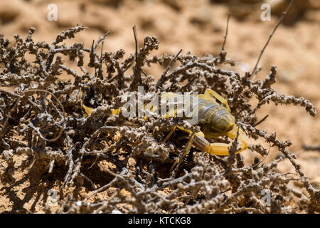 Scorpion deathstalker aus der Wüste Negev Zuflucht (Leiurus quinquestriatus) Stockfoto