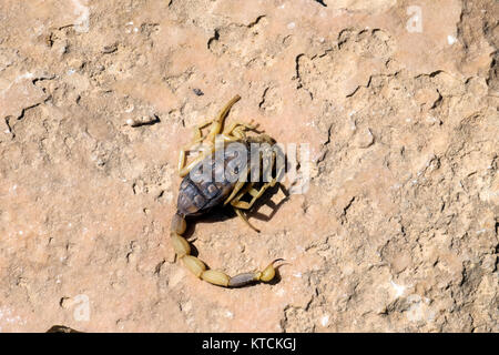 Tot gelb Scorpion liegt Bauch nach oben auf einen Stein Oberfläche (Leiurus quinquestriatus) Stockfoto