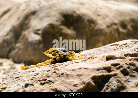 Tot gelb Scorpion liegt Bauch nach oben auf einen Stein Oberfläche (Leiurus quinquestriatus) Stockfoto