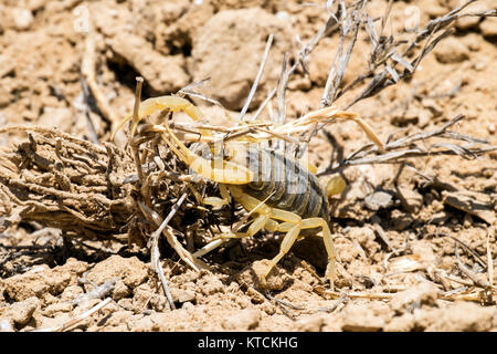 Omdurman scorpion Tests die Stärke der trockenen Gras (Leiurus quinquestriatus) Stockfoto