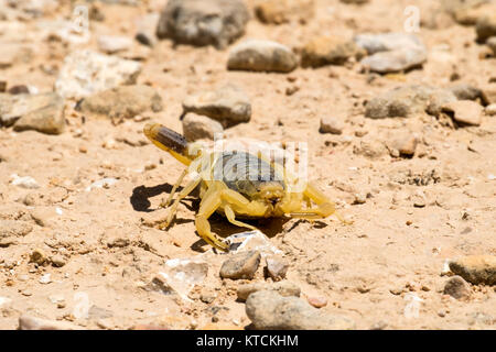 Scorpion deathstalker aus der Wüste Negev Zuflucht (Leiurus quinquestriatus) Stockfoto