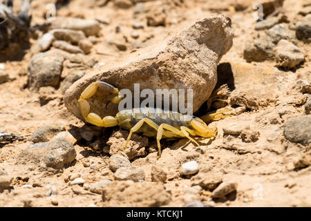 Scorpion deathstalker aus der Wüste Negev sucht Schutz unter Stein (Leiurus quinquestriatus) Stockfoto