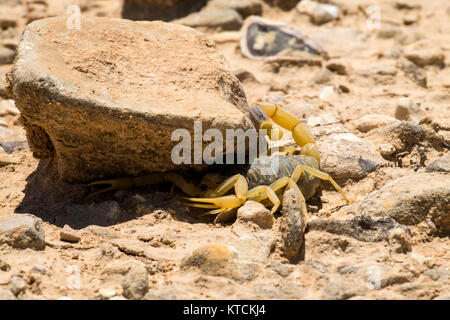 Scorpion deathstalker aus der Wüste Negev sucht Schutz unter Stein (Leiurus quinquestriatus) Stockfoto