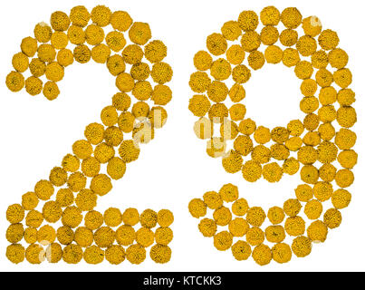 Arabische Zahlen 29, 29, von gelben Blumen der Rainfarn, auf weißem Hintergrund Der RAINFARN - eine Pflanze aus der Familie der mit gelben Flachbild-isoliert Stockfoto