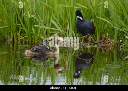 Crested Grebe, Ente, Podiceps cristatus und Baby auf dem Rücken auf dem Wasser schwimmend See. Stockfoto