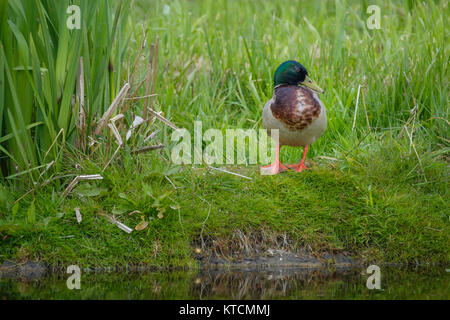 Ente steht zwischen dem Gras am Wasser Stockfoto