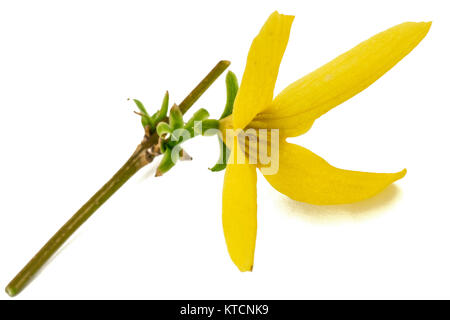 Blumen von Forsythia, auf weißem Hintergrund Stockfoto