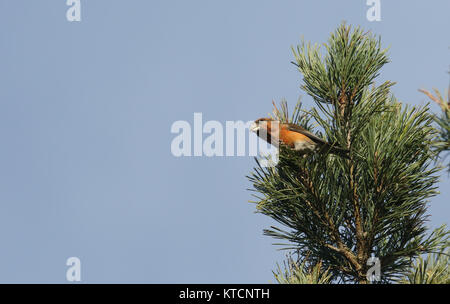 Eine atemberaubende seltene männliche Papagei Gegenwechsel (Loxia pytyopstittacus) oben an einer Tanne im Winter thront. Es speist auf der Tannenzapfen. Stockfoto