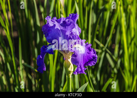 Blume der Iris im Garten in das Licht der untergehenden Sonne Stockfoto