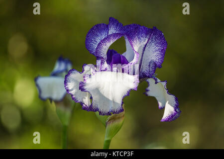 Blume der Iris im Garten in das Licht der untergehenden Sonne Stockfoto