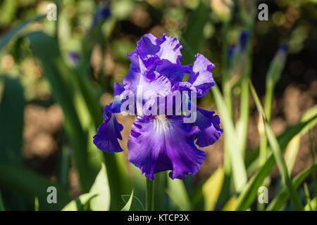 Blume der Iris im Garten in das Licht der untergehenden Sonne Stockfoto