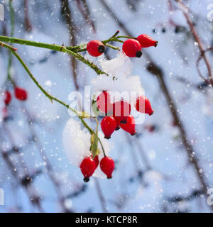 Rote Hagebutte Beeren mit Schnee Stockfoto