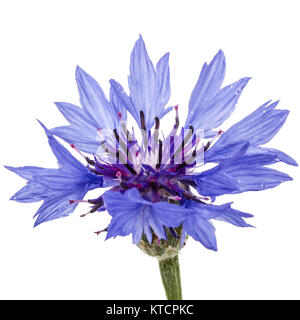 Blume der Kornblume, lat. Centaurea, auf weißem Hintergrund Stockfoto
