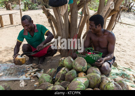 Zwei madagassische Männer verkaufen frische Kokosnüsse unter einem Baum. Madagaskar, Afrika. Stockfoto