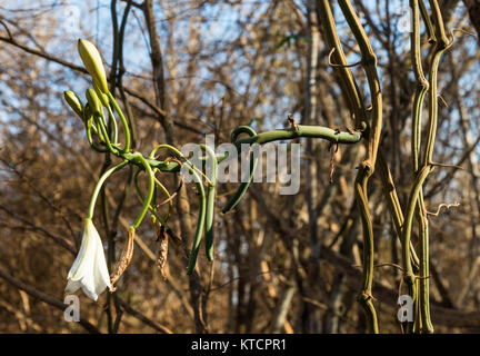 Ein Eingeborener Vanille Orchidee mit weißen Blume blüht in der Natur. Madagaskar, Afrika. Stockfoto