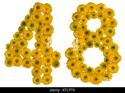 Arabische Zahlen 48, 48, von gelben Blumen der Hahnenfuß, auf weißem Hintergrund Stockfoto