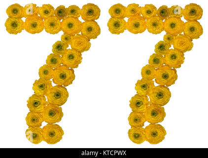 Arabische Zahlen 77, 77, von gelben Blumen der Hahnenfuß, auf weißem Hintergrund Stockfoto
