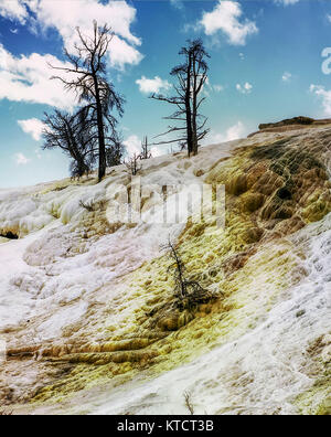 Mammut geothermie Terrasse mit Verkümmerten Baum, Mammut, Wyoming, Vereinigte Staaten von Amerika Stockfoto