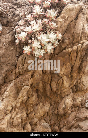 Bluff Salat auf gemusterten Felsen, Landstraße 1, Kalifornien Stockfoto