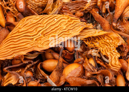 Algen und Seetang gewaschen an Land, Kalifornien Stockfoto