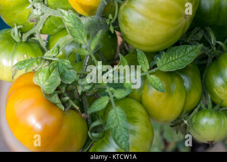 Bündel grün Rindfleisch Tomaten mit Blätter wachsen in einem Garten in England, Großbritannien, Europa Stockfoto