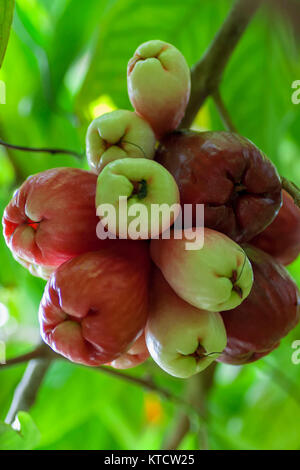 Otaheiti, Rose, Apple Reife am Baum, Jamaika Stockfoto