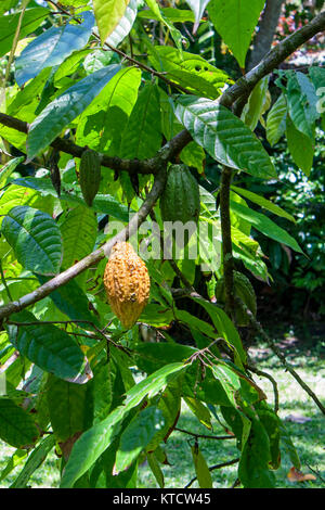 Mehrfarbige Kakaofrüchte am Baum, Jamaika, Karibik, Westindien Stockfoto