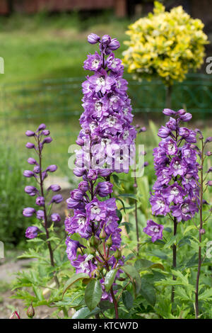 Lila rittersporn Blume im Garten Stockfoto