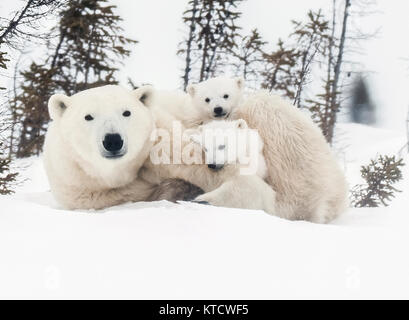 Eisbär BABYS KUSCHELN MIT MAMA IN DER TUNDRA IN WAPUSK NATIONAL PARK. Stockfoto