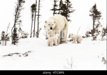 Eisbär BABYS KUSCHELN MIT MAMA IN DER TUNDRA IN WAPUSK NATIONAL PARK. Stockfoto