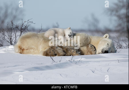 Eisbär BABYS KUSCHELN MIT MAMA IN DER TUNDRA IN WAPUSK NATIONAL PARK. Stockfoto