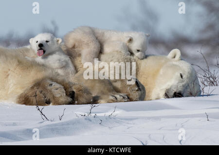 Eisbär BABYS KUSCHELN MIT MAMA IN DER TUNDRA IN WAPUSK NATIONAL PARK. Stockfoto