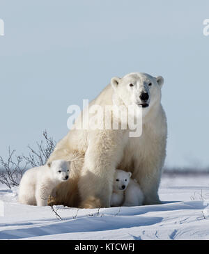 Eisbär BABYS KUSCHELN MIT MAMA IN DER TUNDRA IN WAPUSK NATIONAL PARK. Stockfoto