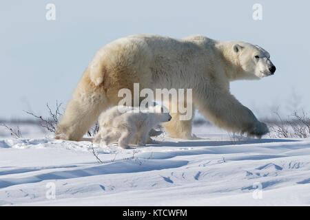 Eisbär BABYS KUSCHELN MIT MAMA IN DER TUNDRA IN WAPUSK NATIONAL PARK. Stockfoto