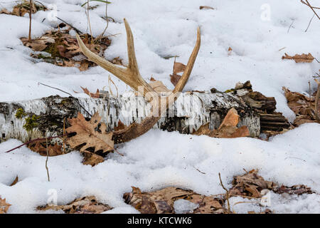 Halle Geweih von einem White-tailed Buck im nördlichen Wisconsin Stockfoto