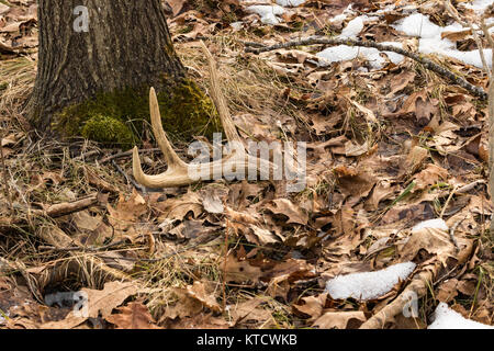 Halle Geweih von einem White-tailed Buck im nördlichen Wisconsin Stockfoto