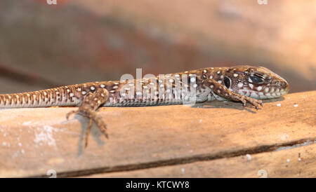 Jeweled Lizard Lacerta Lepida Hatchling" Stockfoto