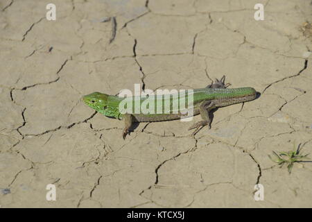 Ein gewöhnlicher schnelle grüne Eidechse. Eidechse auf trockenem Boden. Sand lizard, Lizard lacertid Stockfoto