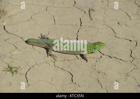 Ein gewöhnlicher schnelle grüne Eidechse. Eidechse auf trockenem Boden. Sand lizard, Lizard lacertid Stockfoto