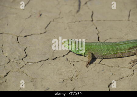 Ein gewöhnlicher schnelle grüne Eidechse. Eidechse auf trockenem Boden. Sand lizard, Lizard lacertid Stockfoto