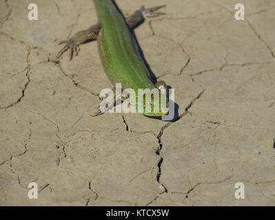 Ein gewöhnlicher schnelle grüne Eidechse. Eidechse auf trockenem Boden. Sand lizard, Lizard lacertid Stockfoto