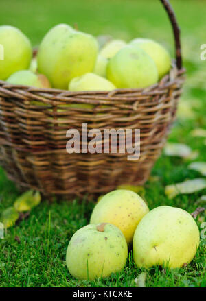 Grüner Apfel Stockfoto