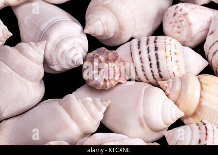 Sammlung von verschiedenen Arten von Muscheln auf schwarzem Hintergrund. Stockfoto