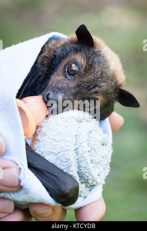 Spectacled Flying-fox (Pteropus conspicillatus). Orphan männlich, ca. 6 Wochen alt. Cow Bay. Queensland. Australien. Stockfoto