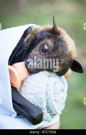 Spectacled Flying-fox (Pteropus conspicillatus). Orphan männlich, ca. 6 Wochen alt. Cow Bay. Queensland. Australien. Stockfoto