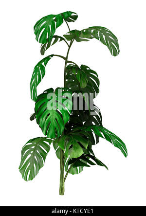 3D-Rendering Monstera Pflanze auf Weiß Stockfoto